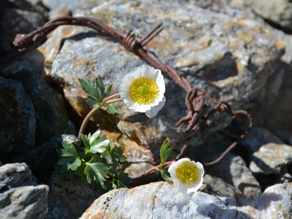 Ranunculus glacialis / Ranuncolo dei ghiacciai